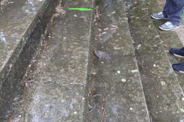 Formation adopter une oeuvre 3 flora basthier 51