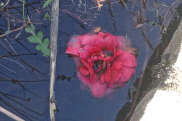Workshop paysage ping pong - Franck Gérard