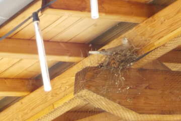 Workshop paysage ping pong - Franck Gérard